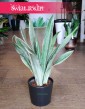 Sansevieria Metallica, Sansewieria Metallica