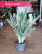 Sansevieria Metallica sklep z roślinami w Krakowie wysyłka roślin, Sansewieria Metallica