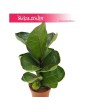 Ficus Lyrata Bambino, Fikus Lyrata Bambino, Fikus Dębolistny Bambino, Figowiec Lirolistny Bambino 1