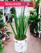 Sansevieria Fernwood Mikado, Sansewieria Fernwood Mikado