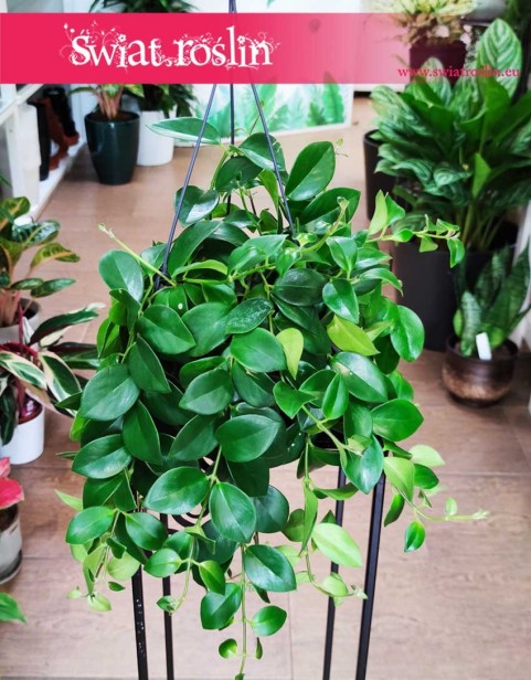 Eschynantus Mona Lisa, Eszynantus Mona Lisa, Aeschynanthus Mona Lisa