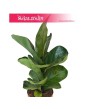 Ficus Lyrata Bambino, Fikus Lyrata Bambino, Fikus Dębolistny Bambino, Figowiec Lirolistny Bambino 3