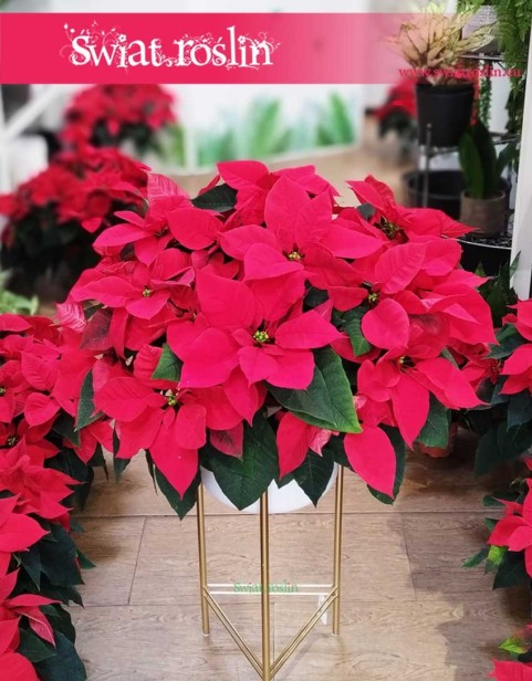 czerwona Poinsecja, czerwona Gwiazda Betlejemska, czerwony Wilczomlecz nadobny, czerwony wilczomlecz piękny, czerwony nadobna