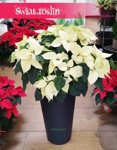 Biała Poinsecja, Biała Gwiazda Betlejemska, Biały Wilczomlecz nadobny, Biały wilczomlecz piękny, Biały poinsecja nadobna