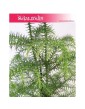 Araukaria wyniosła, Araucaria heterophylla 2
