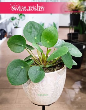 Pieniążek roślina, Pilea peperomioides, Chińska roślina pieniężna, Roślina misyjna,