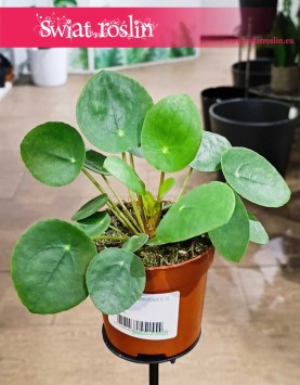 Pieniążek roślina, Pilea peperomioides sklep internetowy online wysyłka, Chińska roślina pieniężna,