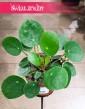 Pieniążek roślina sklep w Krakowie, Pilea peperomioides, Chińska roślina pieniężna, Roślina misyjna,