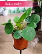 Pieniążek popularna roślina sklep z wysyłką online, Pilea peperomioides, Chińska roślina pieniężna, Roślina misyjna,