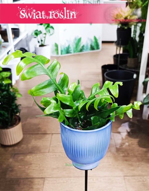 Epiphyllum Chrysocardium, Phyllocactus, Epifyllum Chrysocardium