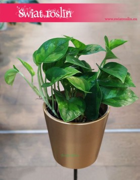 Epipremnum Global Green, Scindapsus Global Green, Ołustek rośliny kwiaty doniczkowe sklep wysyłka roślin