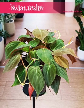 Filodendron Scandens Micans kup online wysyłka, Philodendron Scandens Micans, Filodendron Pnący Micans