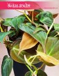 Filodendron Scandens Micans sklep internetowy online, Philodendron Scandens Micans, Filodendron Pnący Micans