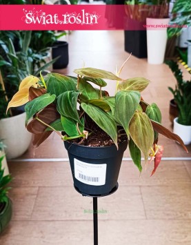 Filodendron Scandens Micans, Philodendron Scandens Micans, Filodendron Pnący Micans