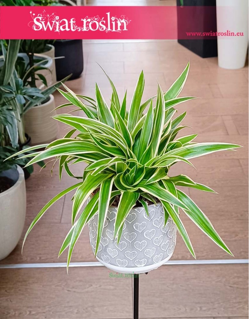 Zielistka Sternberga Ocean, Chlorophytum Comosum Ocean