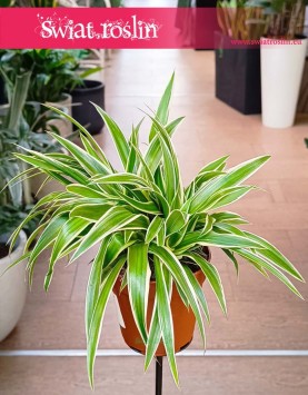 Zielistka Sternberga Ocean roślina do domu do biura do firmy do mieszkania na zielony parapet, Chlorophytum Comosum Ocean