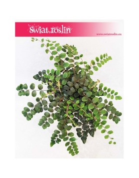 Ciemnotka Okrągłolistna ,Pellaea Rotundifolia, Pieniążek 2
