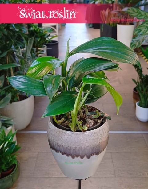 Filodendron Dragon Tail wysyłka, Raphidophora decursiva Dragon Tail,  Philodendron Dragon Tail.