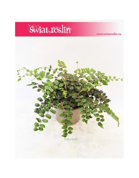 Ciemnotka Okrągłolistna ,Pellaea Rotundifolia, Pieniążek 3