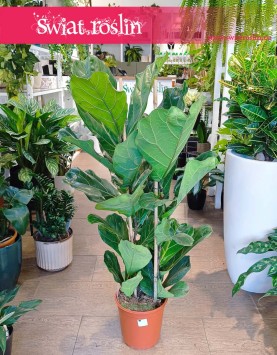 Fikus Lyrata, figowiec lirolistny, fikus dębolistny, Ficus Lyrata rośliny doniczkowe online sklep internetowy