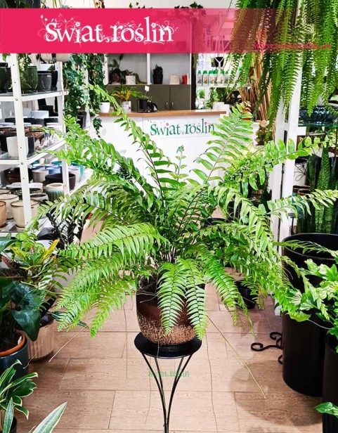 Paproć Macho sklep z roślinami w Krakowie, Nephrolepis Biserrata Macho