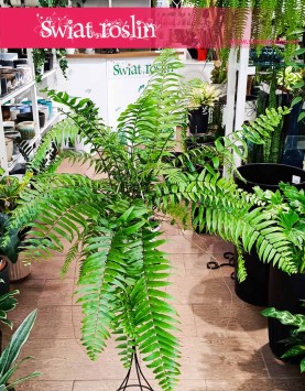 Paproć Macho, Nephrolepis Biserrata Macho sklep z roślinami wysyłka