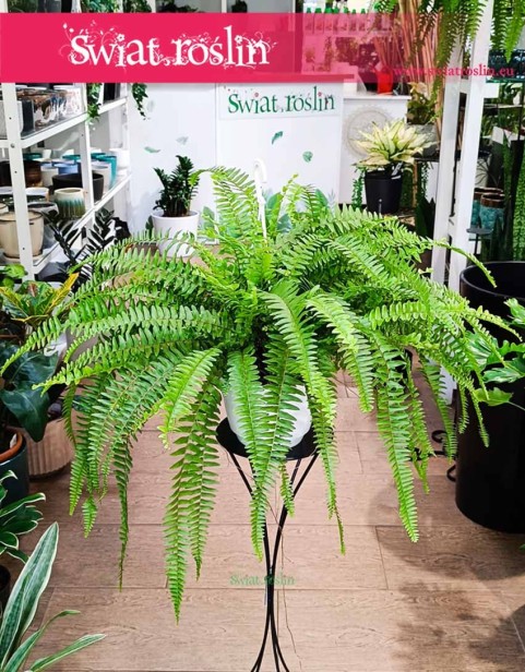 Paproć Boston, Nephrolepis Boston.