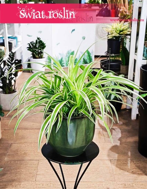 Duża Zielistka Sternberga Ocean, Wielkie Chlorophytum Comosum Ocean