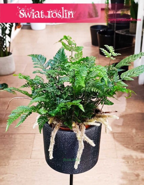 Paproć Humata Griffithiana - Paproć Noga Pająka