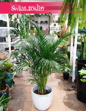 Wielka palma Areka Żółtawa, duża palma Areca Lutescens Dypsis