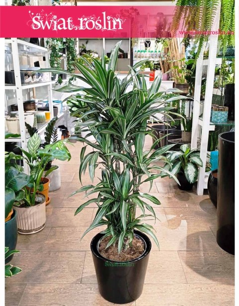 Dracaena Deremeńska Ulisses, Dracena Ulisses, Draceana Ulisses,