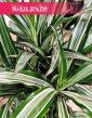 Dracaena Deremeńska Ulisses, wielka  Dracena Ulisses do kupienie w sklepie w Krakowie , Draceana Ulisses,