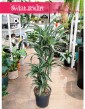 Dracaena Deremeńska Ulisses duża do biura do domu do mieszkania kup online internetowo, Dracena Ulisses, Draceana Ulisses,