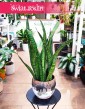 Kup Sansevieria Zeylanica Narrow, Sansewieria Zeylanica Narrow