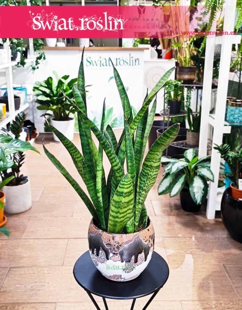 Kup Sansevieria Zeylanica Narrow z wysyłką do domu, Sansewieria Zeylanica Narrow