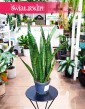 Kup Sansevieria Zeylanica Narrow w sklepie internetowym online, Sansewieria Zeylanica Narrow