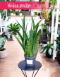 nie wymagająca  Sansevieria Zeylanica Narrow do domu do mieszkania do biura do firmy, Sansewieria Zeylanica Narrow