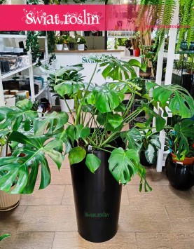 Monstera, Filodendron Dziurawy, Monstera Deliciosa, Philodendron Pertusem, sklep wysyłka roślin