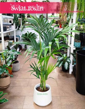 Palma Kentia, Palma Kencja sklep z roślinami internetowy online, Kencja Howea Fosteriana, Kentia Howea Fosteriana,