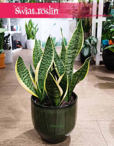 Duża Sansevieria Futura Superba, Wielka Sansewieria Gwinejska Futura Superba