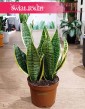 Duża Sansevieria Futura Superba roślina do biura do firmy, Wielka Sansewieria Gwinejska Futura Superba