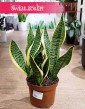 Duża Sansevieria Futura Superba odporna roslina z wysyłką do domu, Wielka Sansewieria Gwinejska Futura Superba