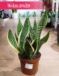 Duża Sansevieria Futura Superba kup w Krakowie z dostawą, Wielka Sansewieria Gwinejska Futura Superba