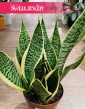Duża Sansevieria Futura Superba kup online z wysyłką , Wielka Sansewieria Gwinejska Futura Superba