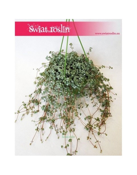 Pilea Glaucophylla, Pilea Glauca 1