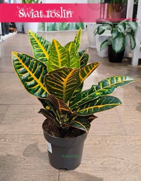 Kroton Petra do kupienia w sklepie w Krakowie z wysyłka prz zamówieniu online