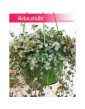 Pilea Glaucophylla, Pilea Glauca 4