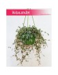 Pilea Glaucophylla, Pilea Glauca 5