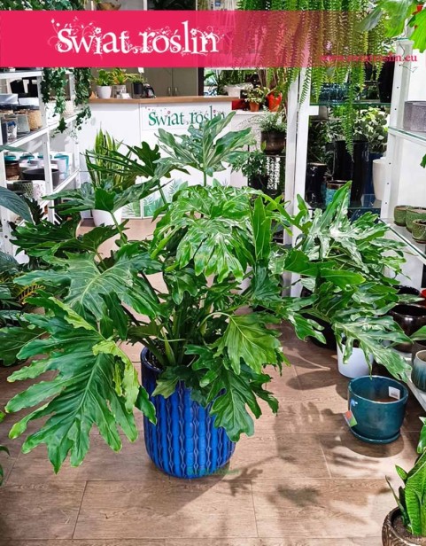 Duży Filodendron Selloum , Wielki Philodendron Selloum, Duży Filodendron Podwójniepierzasty, Wielki Philodendron Bipinnatifidum,