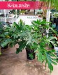 Duży Filodendron Selloum , Wielki Philodendron Selloum do kupienia w Krakowie w sklepie z wysyłką